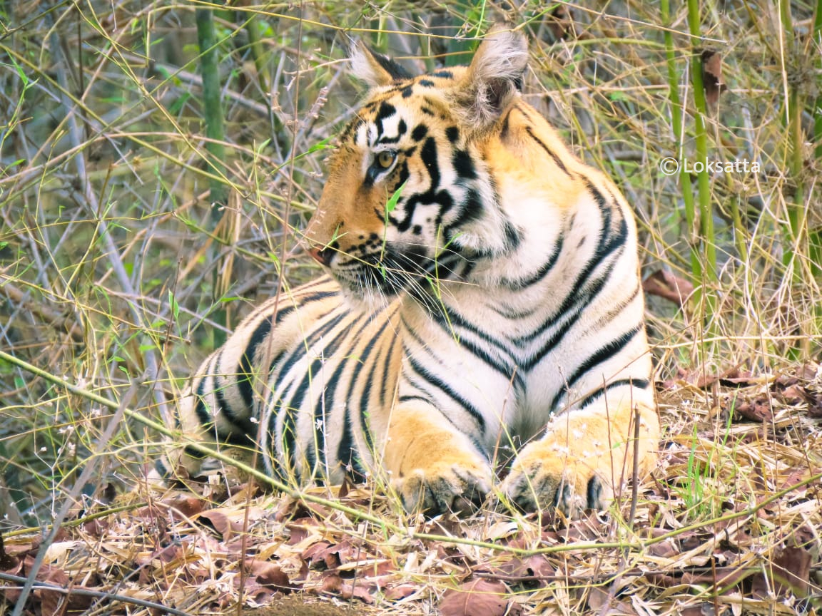 Choti Tara Tigress