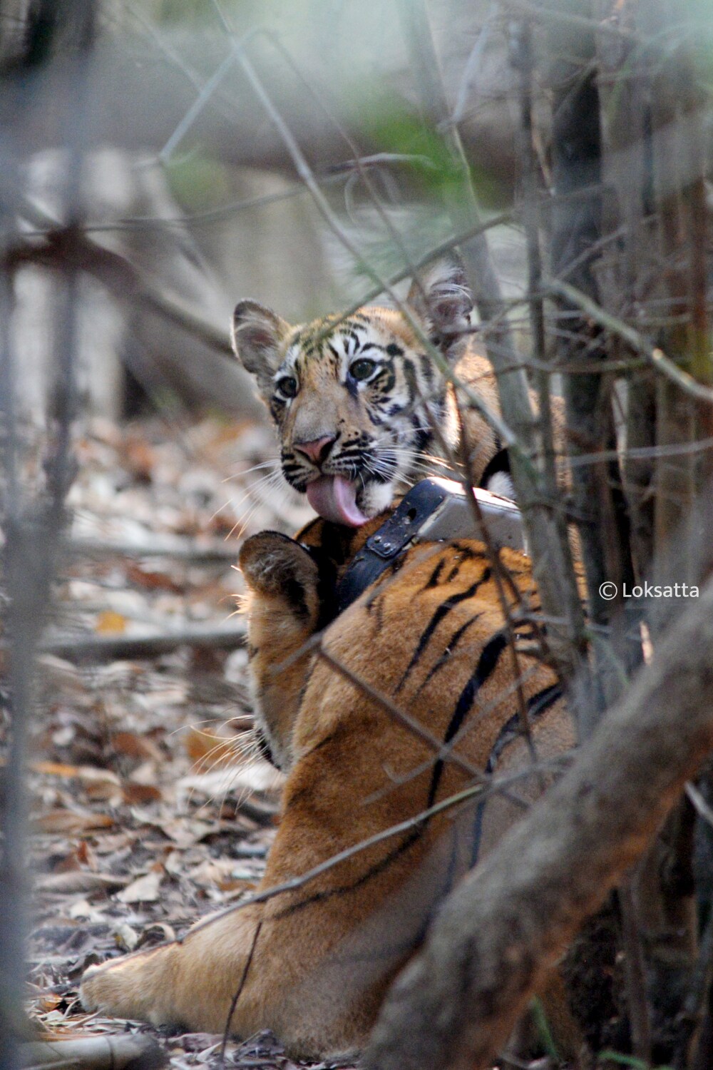 Choti Tara Tigress