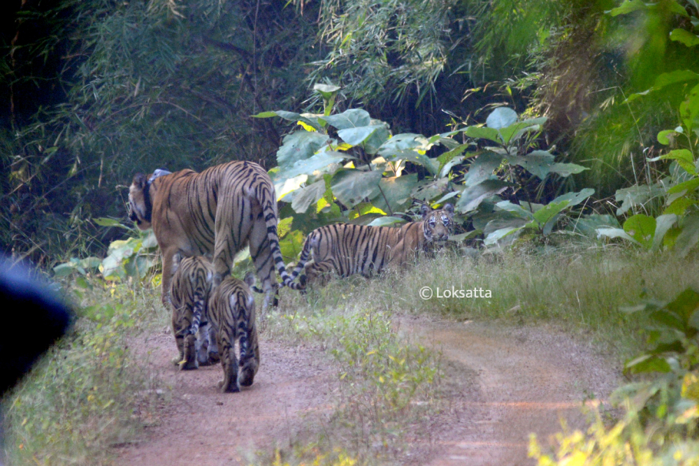 Choti Tara Tigress