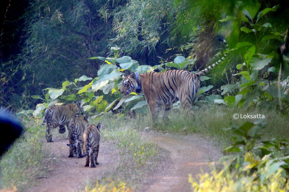 Choti Tara Tigress