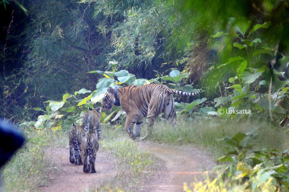 Choti Tara Tigress