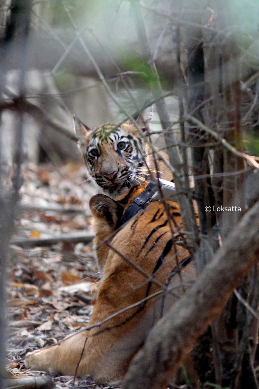 Choti Tara Tigress