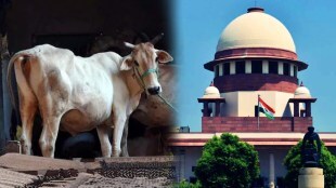 Cow Supreme Court