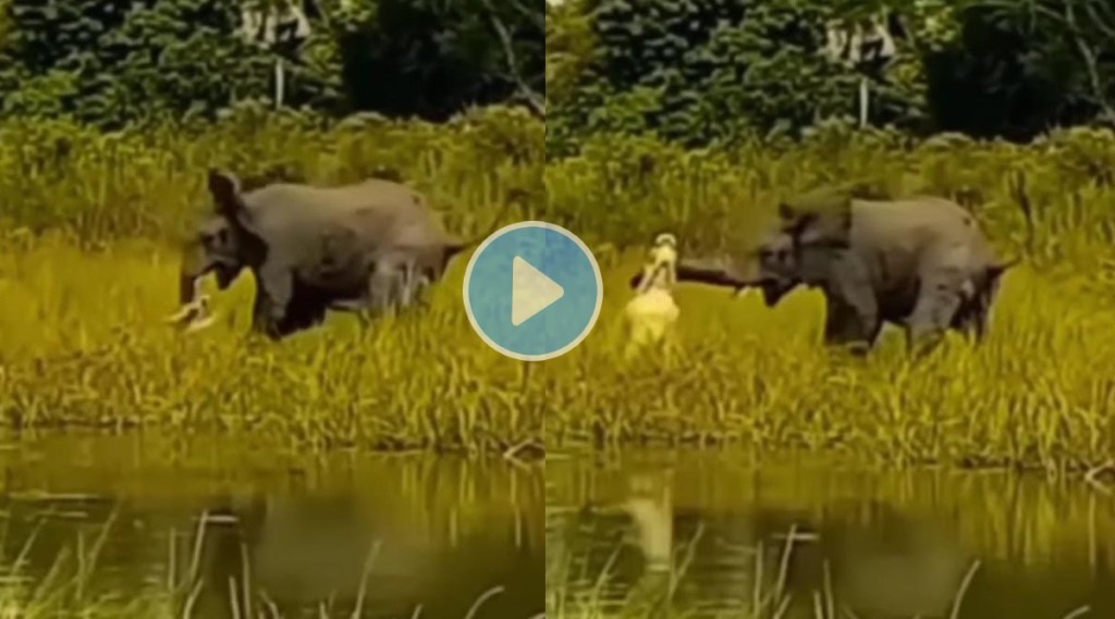 Crocodile attacks Baby elephant bites his trunk watch this horrible viral video