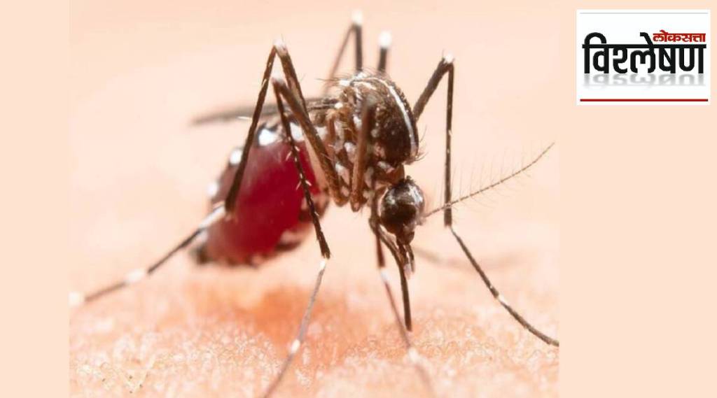 विश्लेषण : दिल्लीत डेंग्यू रुग्णांच्या झपाट्याने वाढीमुळे चिंतेची लाट; आपण डेंग्यूला कसं दूर ठेवू शकतो? वाचा सविस्तर…