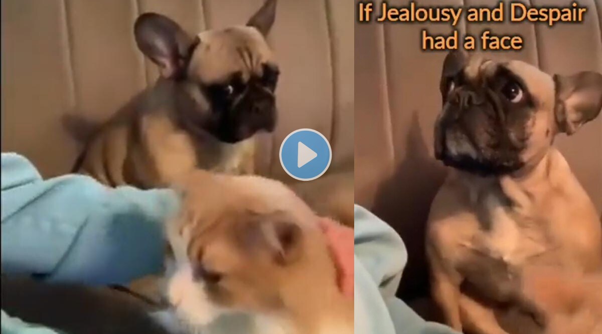 Dog gets jealous by seeing his owner pampring cat Anand Mahindra shares video his caption is a must read