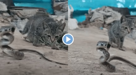 Viral Video Kitten Fights with poisonous russell viper snake