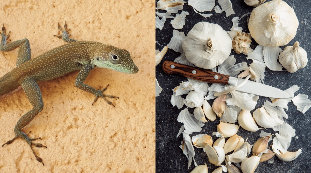 How To use garlic peels to Make Lizard and cockroach repellent Spray watch home remedies