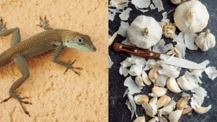 How To use garlic peels to Make Lizard and cockroach repellent Spray watch home remedies