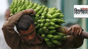 Indian banana