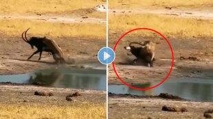 fight video of sable antelope and lioness