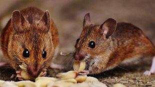 How to get rid of rats problem