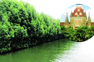 virar-Dahanu four lane 24 thousand mangroves cut mrvc petition in mumbai high court mumbai