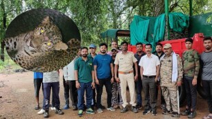 leopard attack on two small girls in chandrapur