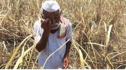 Heavy rain affected farmers without help vidarbha farmers state government pune