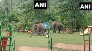 Elephant-Video-Viral