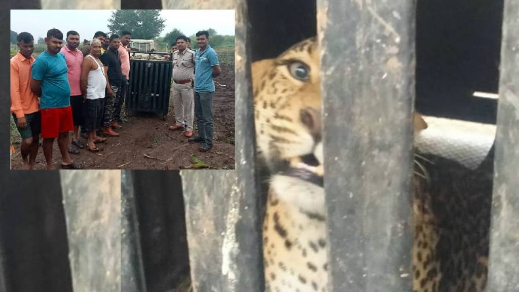 Leopards trapped in Jambut village in Shirur forest department pune