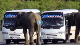 Elephant-Video-Viral