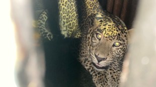 forest department arrest leopard in aarey colony mumbai