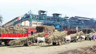 Sugarcane harvesting season begins slowly 18 mills started maharshtra shekhar gaikwad pune
