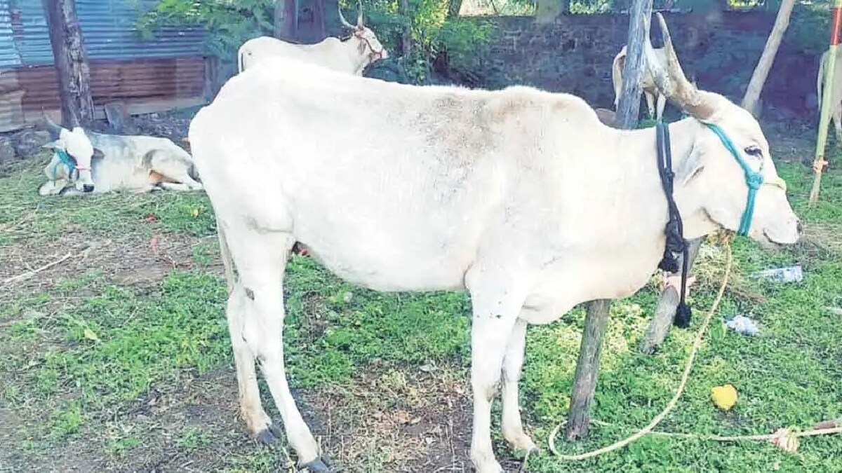 93 thousand animals are free from Lumpi disease in Maharashtra state pune