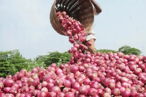 posibilty of further increase in onion price in apmc market navi mumbai