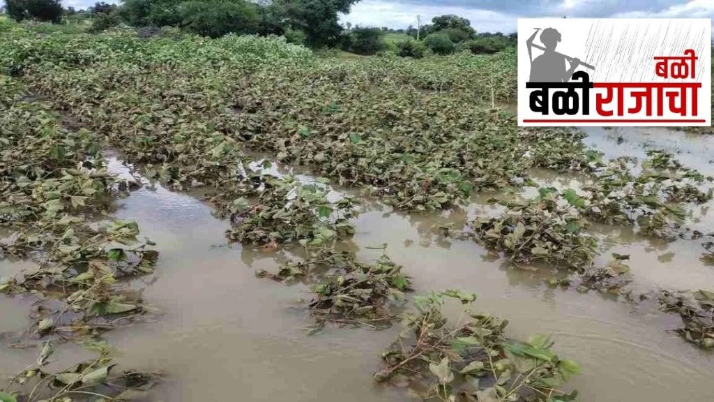 farmers in marathwada have suffered huge losses due to heavy rains loss crops aurangabad