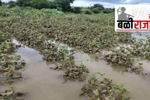 farmers in marathwada have suffered huge losses due to heavy rains loss crops aurangabad