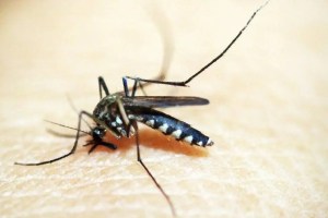 dengue increase in East Vidarbha health department nagpur