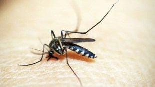 dengue increase in East Vidarbha health department nagpur