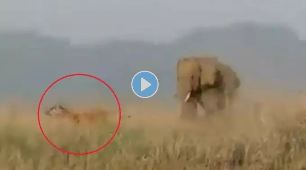 tiger attacking on elephant video