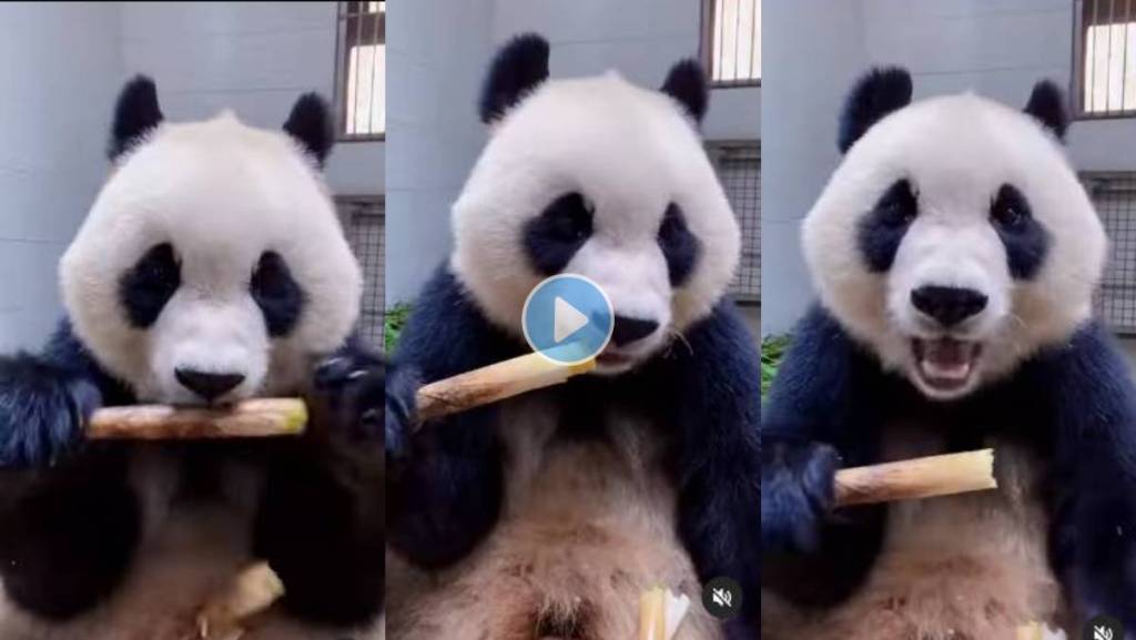हुबेहुब माणसासारखं ऊस खातो हा क्यूट पांडा , VIRAL VIDEO पाहून म्हणाल कमाल आहे!