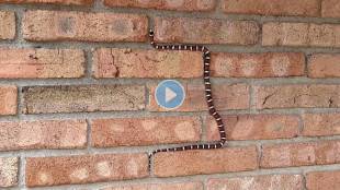 Snake-Game-Video-Viral