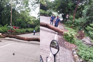 tree fell on body while riding a bike nagpur