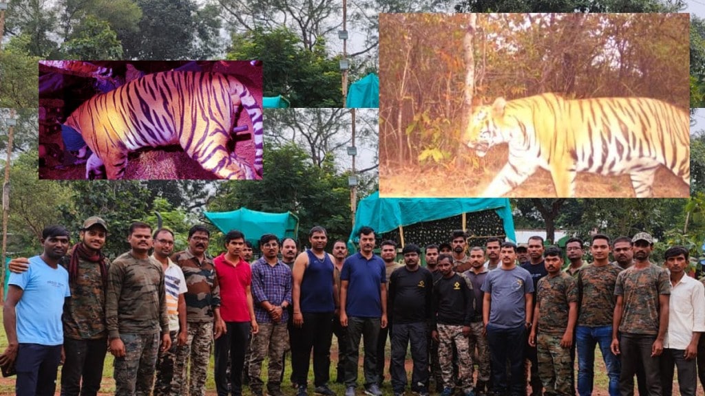 CT 1 tiger finally arrested 13 persons kill Gadchiroli Chandrapur and Bhandara