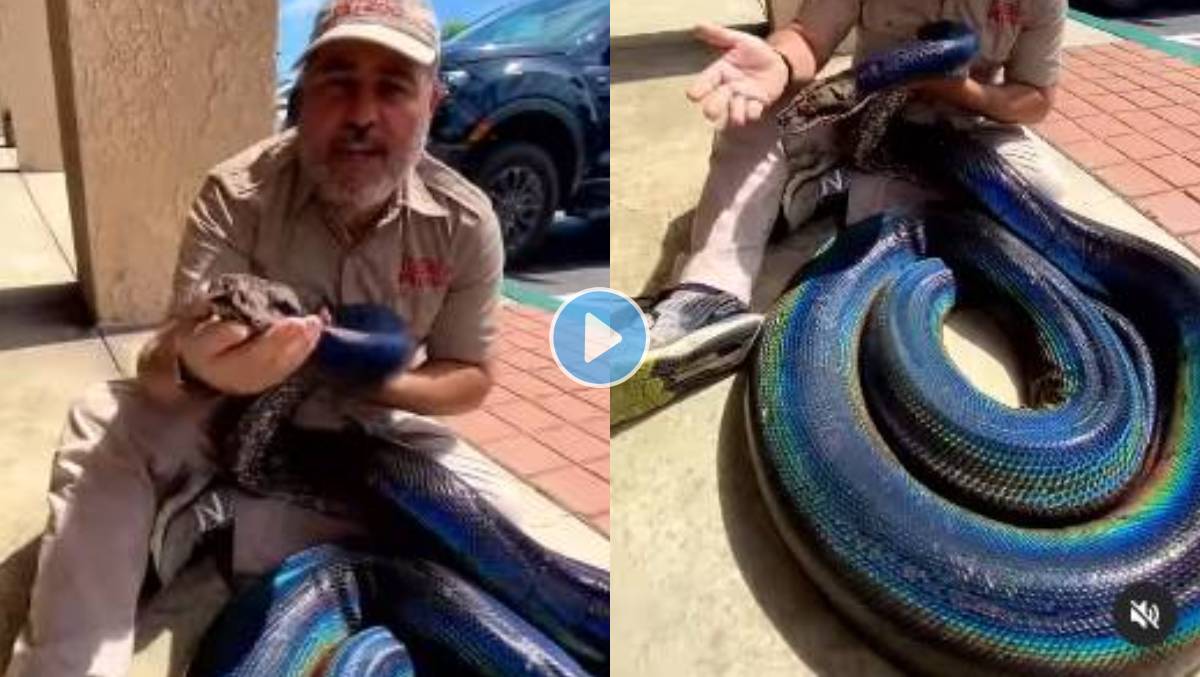 rainbow-python