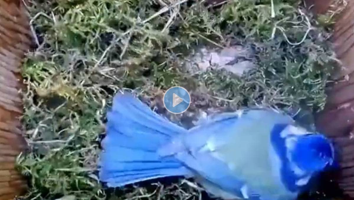 Bired-Life-Viral-Video