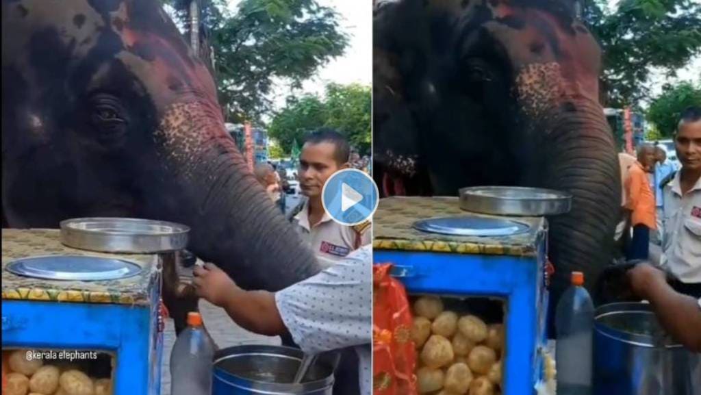 Elephant-Enjoying-Panipuris