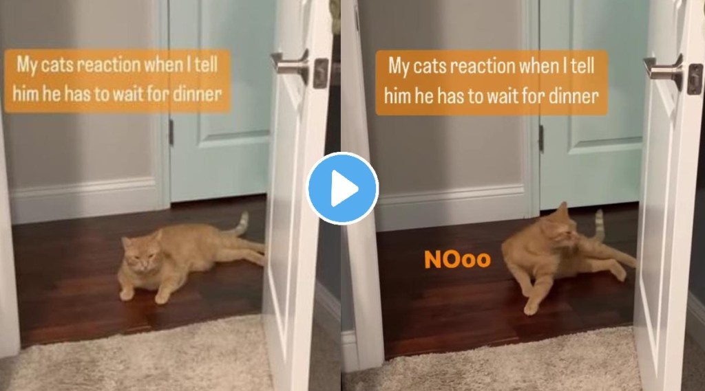 Pet cats reaction after knowing it needs to wait for dinner will definately make you laugh video goes viral
