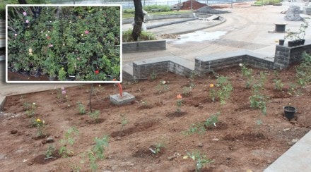 Preparations are underway to create a unique rose garden on the banks of the Godavari river