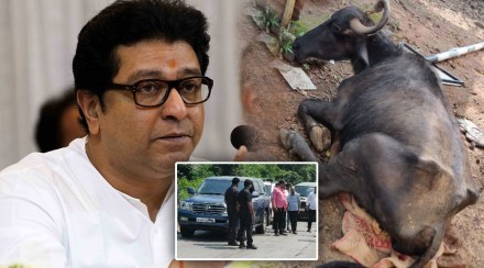 Raj Thackeray Animal love Raigad