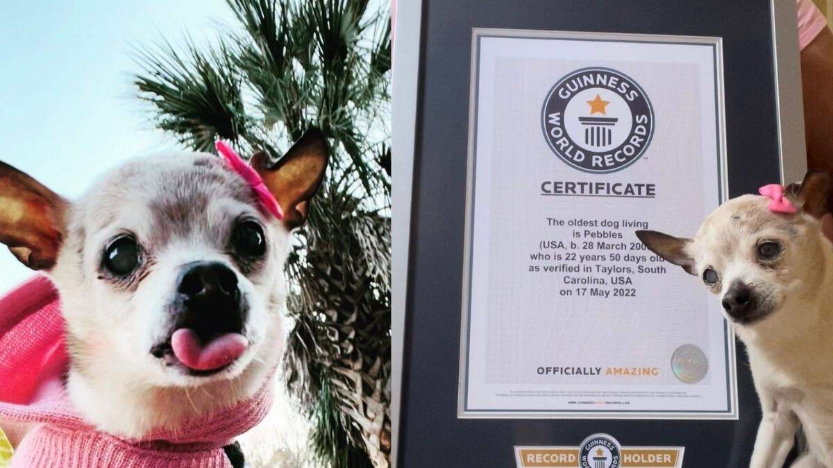 World Oldest Dog Dies at the age of 22