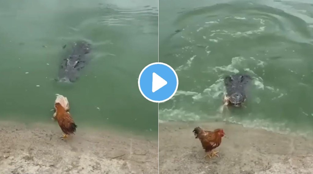 Viral Video Crocodile lunges towards chicken you will be stunnned after watching what happened next