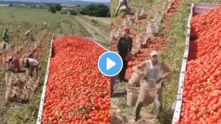 Viral Video shows how farmer fling basket full of tomatoes to collect them in van netizens praise his skills