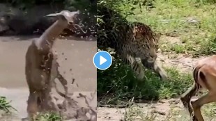 crocodile and leopard attack on deer