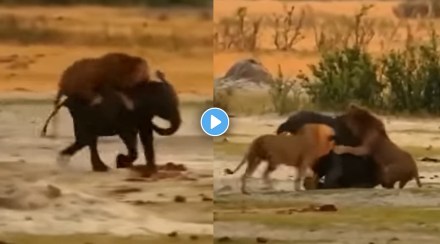 king lion attack on baby elephant