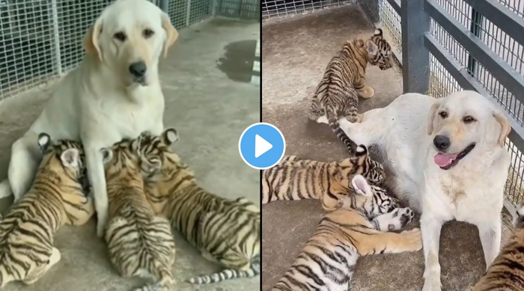 dog feeding tiger cub