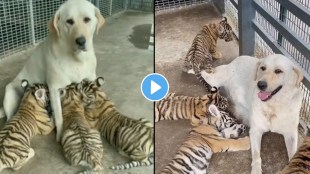 dog feeding tiger cub