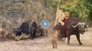 herd of lion attack on buffalo