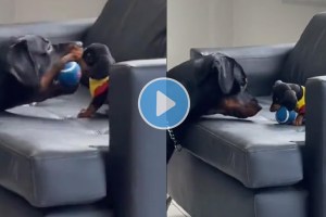 dog teach puppy
